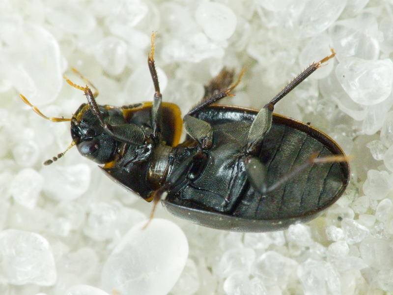 Cymbiodyta marginella (Fabricius, 1792)